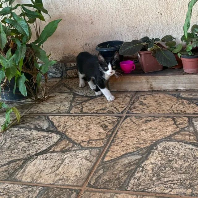 Gatinhos para doações sendo 3 machos  - Foto 3