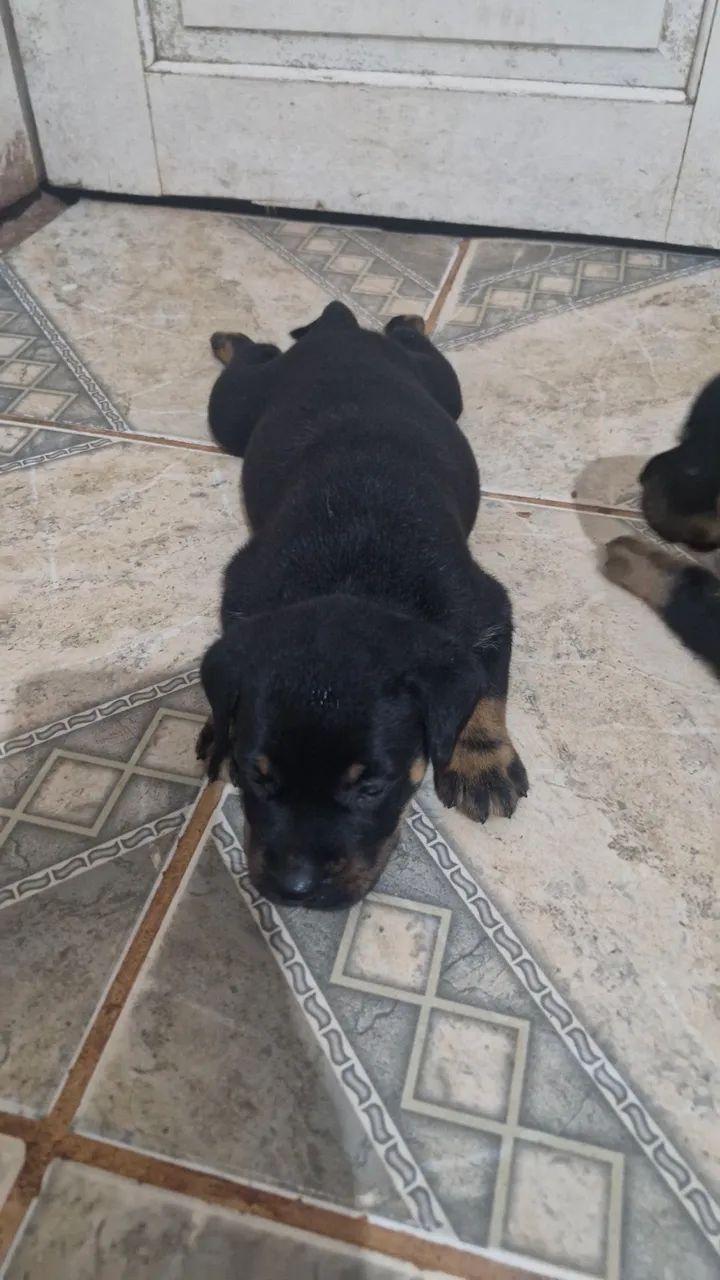 Vendo filhotes de Rottweiler  - Foto 2
