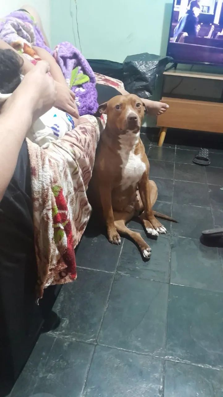Doacao pit bull - Foto 3