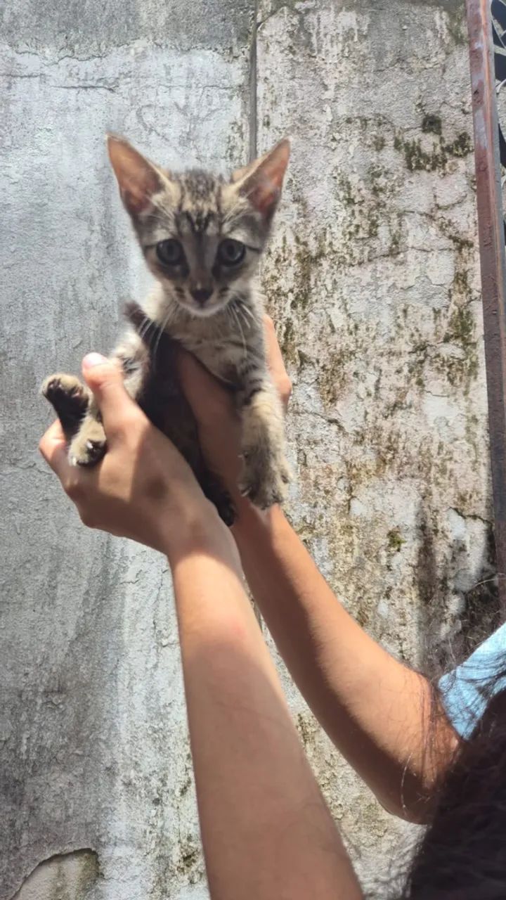 gatinho para adoção responsável - Foto 2