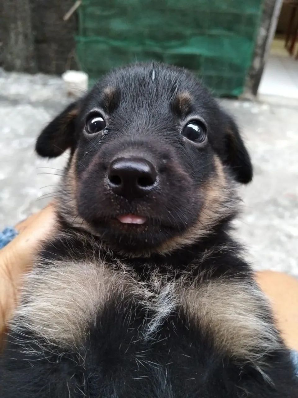 Rottweiler  - Foto 4