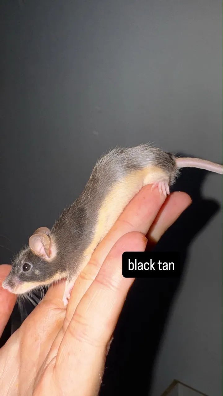 Camundongos | @tocadosfavoritos