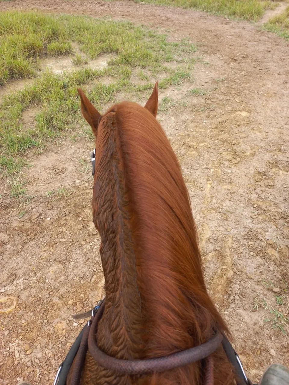 Cavalo  - Foto 2