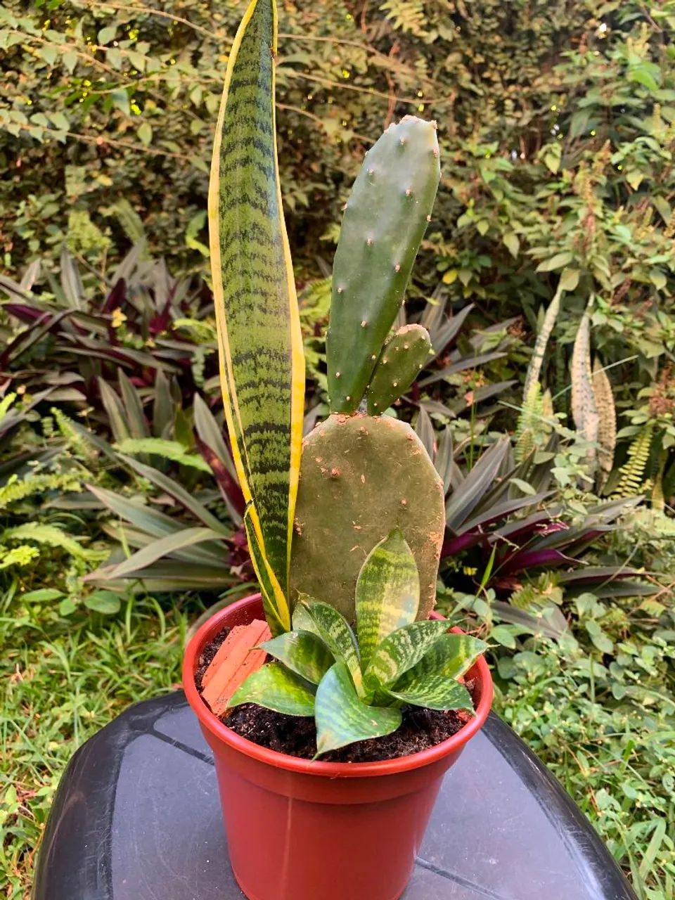 Plantas - Foto 3