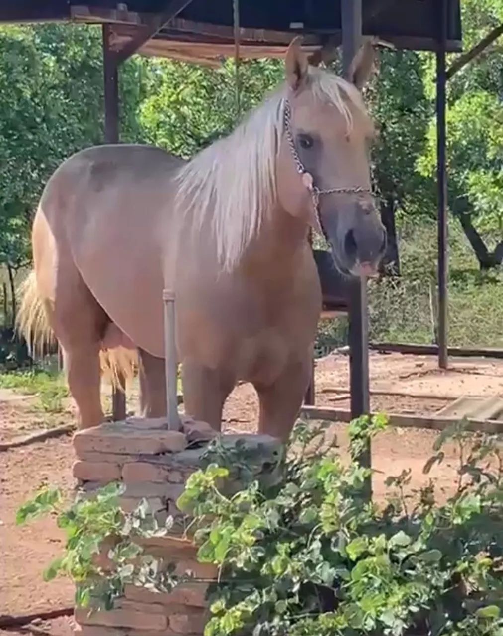Cavalo QM  - Foto 3
