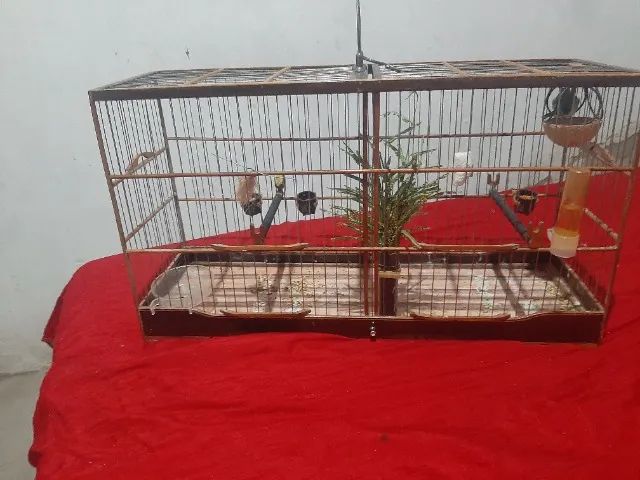Gaiola 