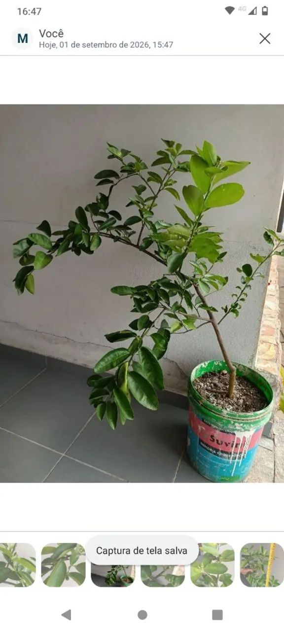 Muda de Limão Tahity  - Foto 5