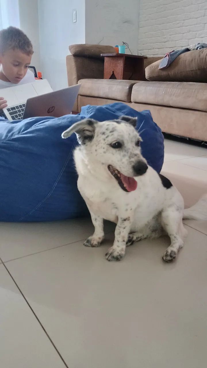 Doação cachorra adulta, castrada e vacinada - Foto 3