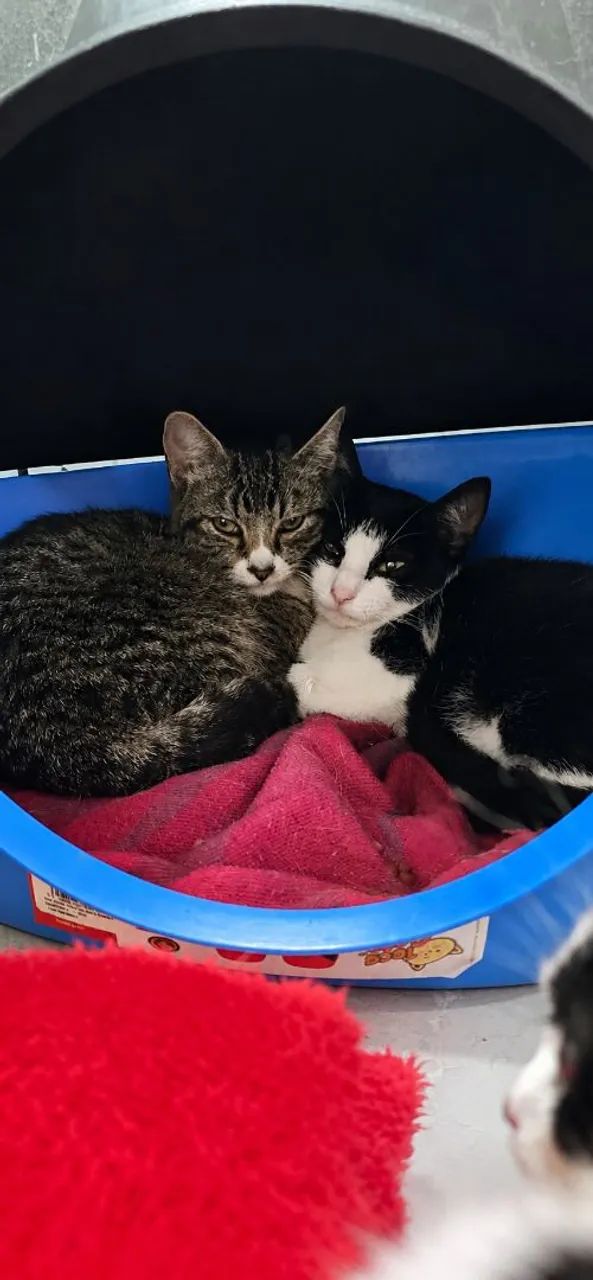 Gatinho para adoção responsável - Foto 2
