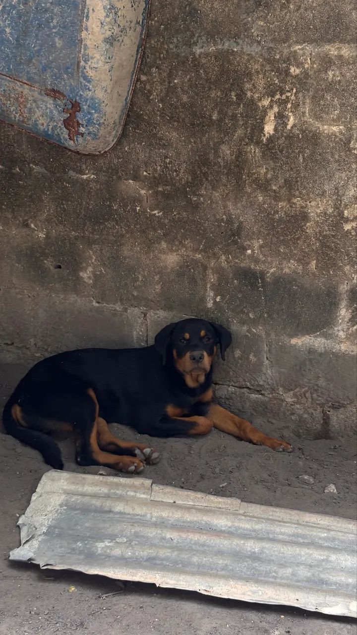 Filhote de rott 6 meses 600$ - Foto 2
