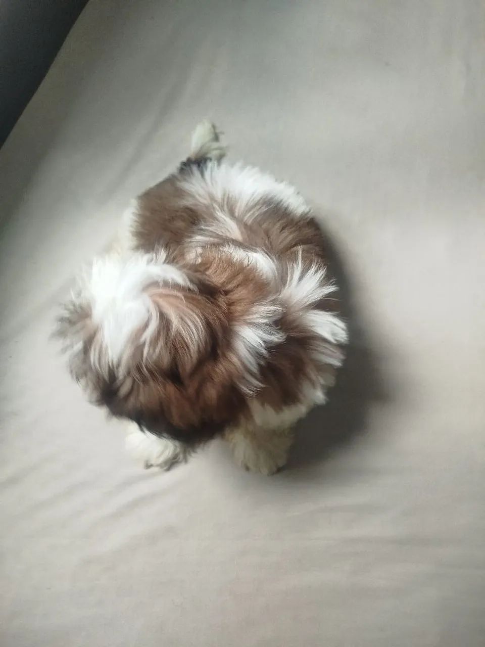 Cachorro da raça shih  - Foto 3