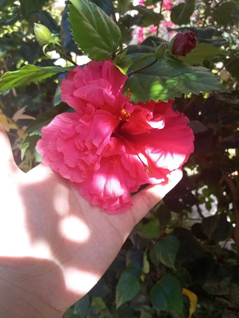 Hibisco 