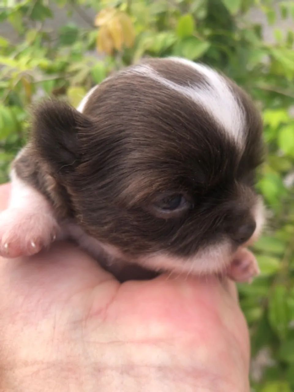 Macho chihuahua pelo longo chocolate com branco  - Foto 2