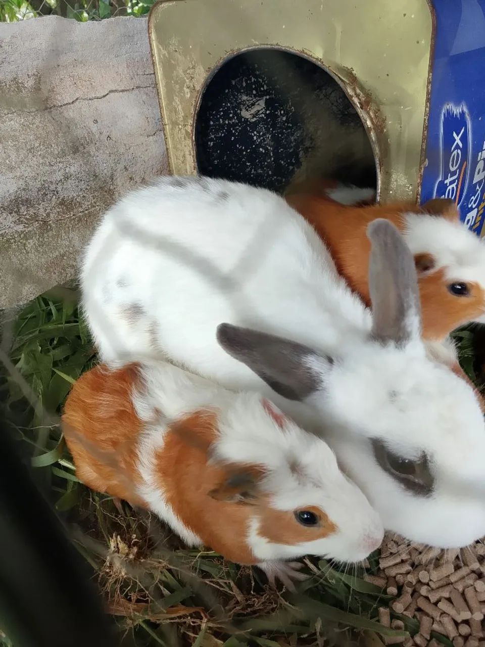 Porquinho da índia macho  - Foto 3