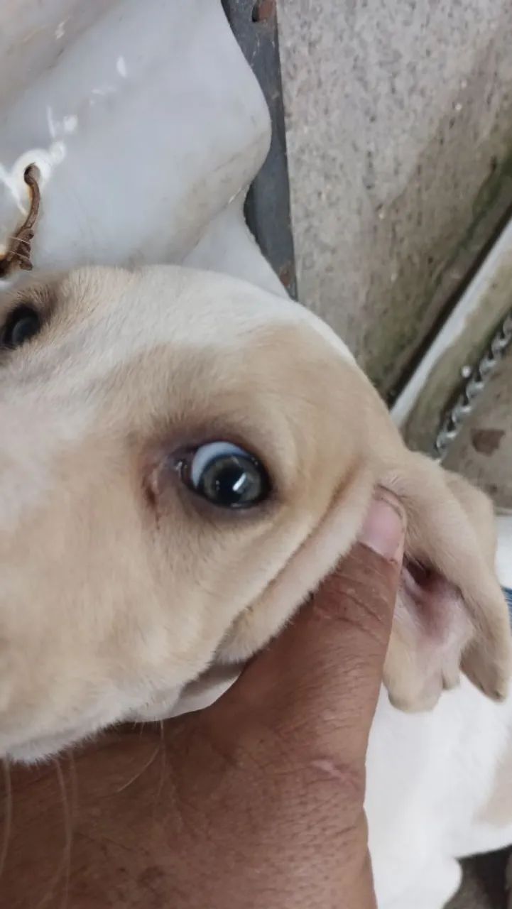 Beaglo com fox - Foto 2