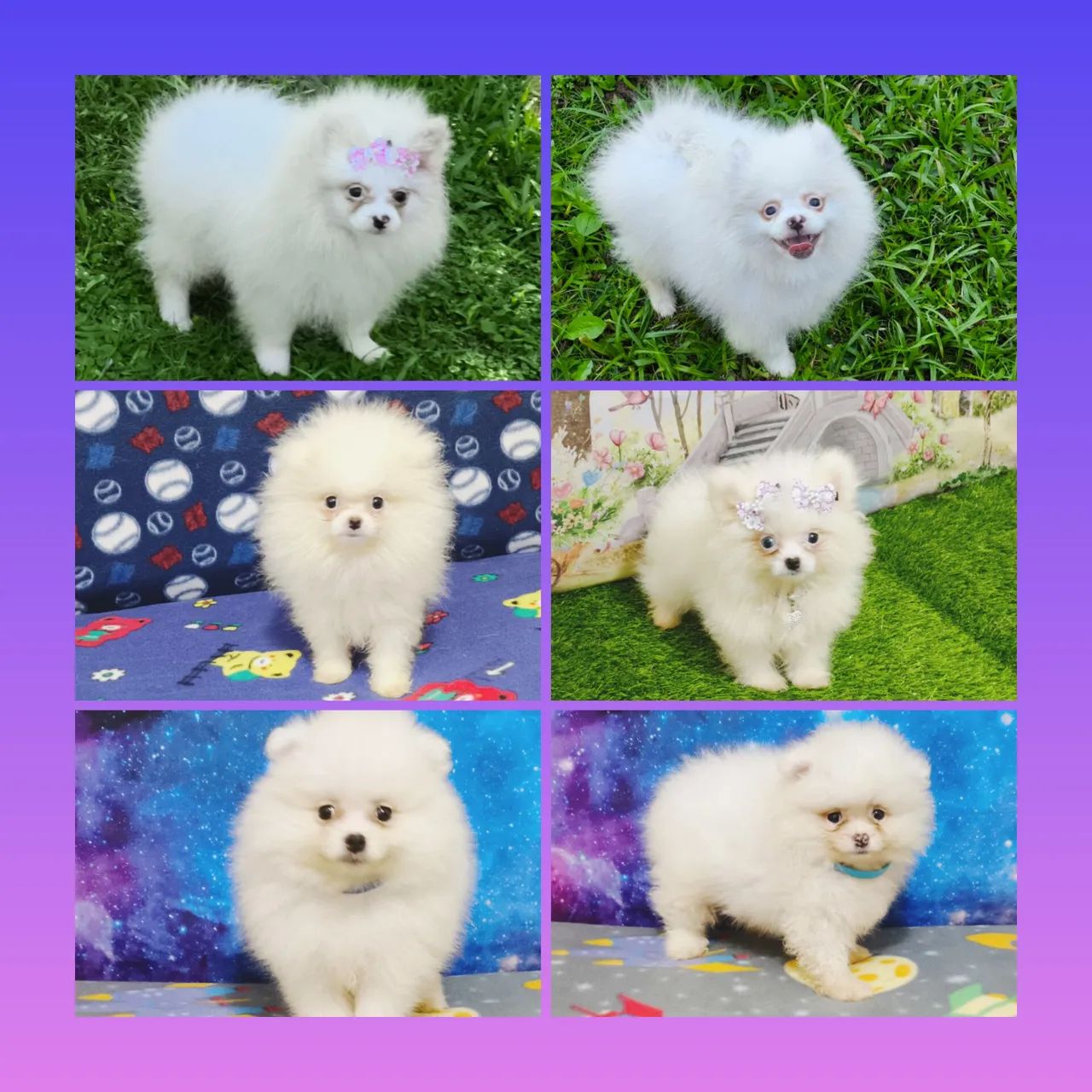 Lulu Anão Branco Neve.
