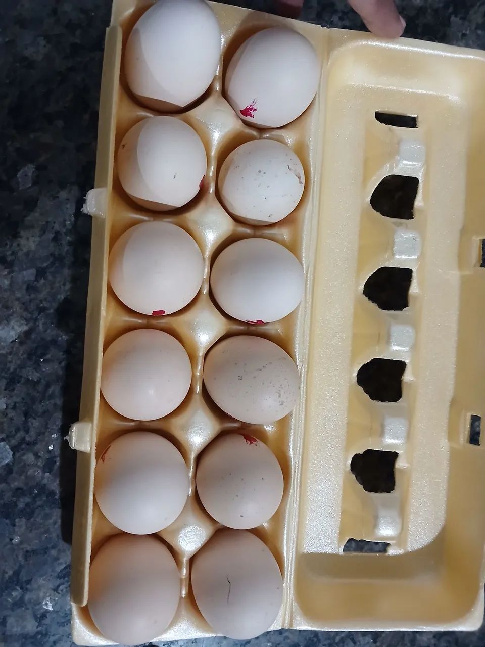 Ovos galados galinha brahma