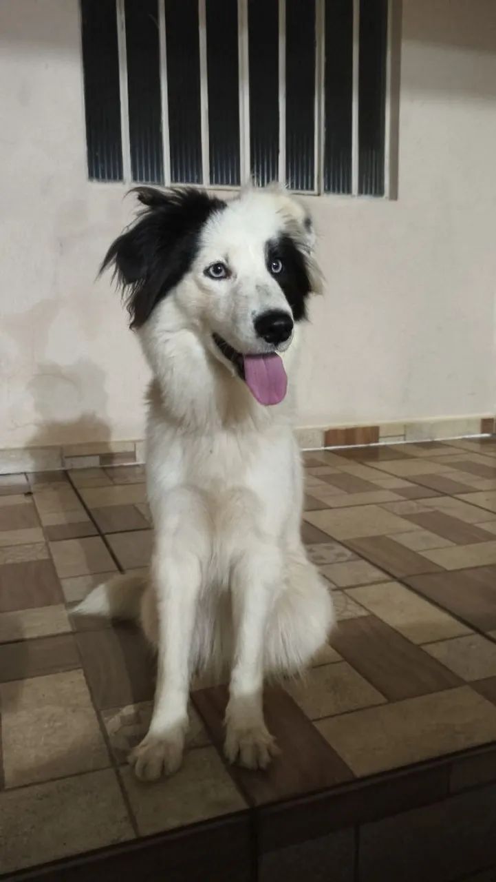 Adoção Responsável - Foto 2