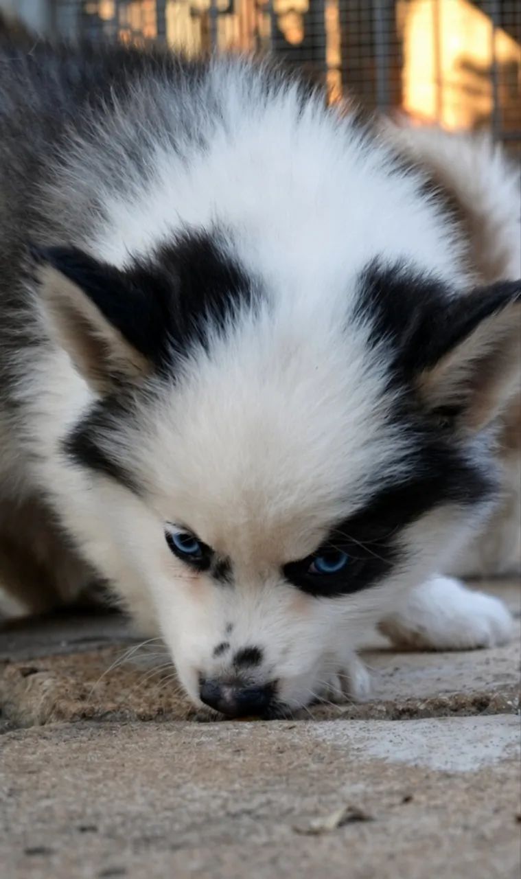 Pomsky F2. .   - Foto 3