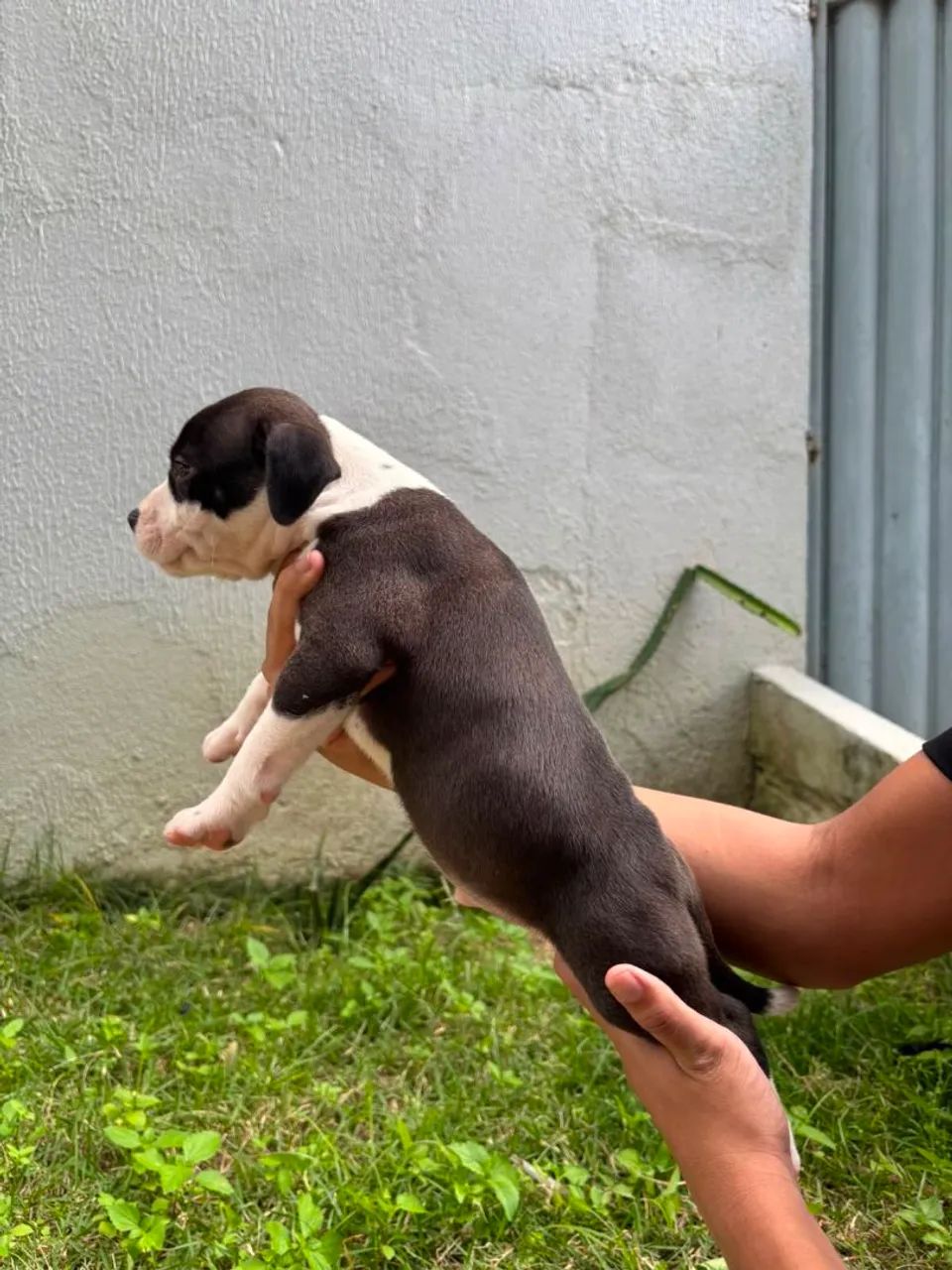 PITMONSTER, PITBULL