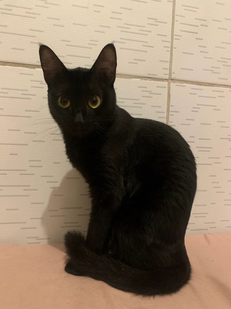 Doa-se gatinha  - Foto 4