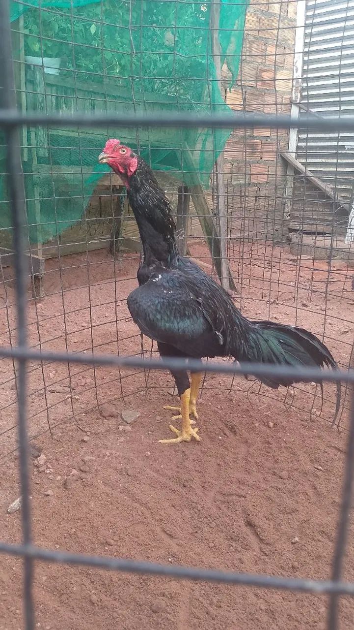 Frango Moura  - Foto 3