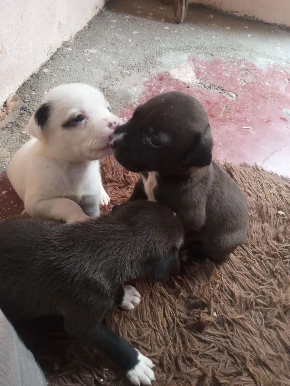 Filhote de Pitbull 