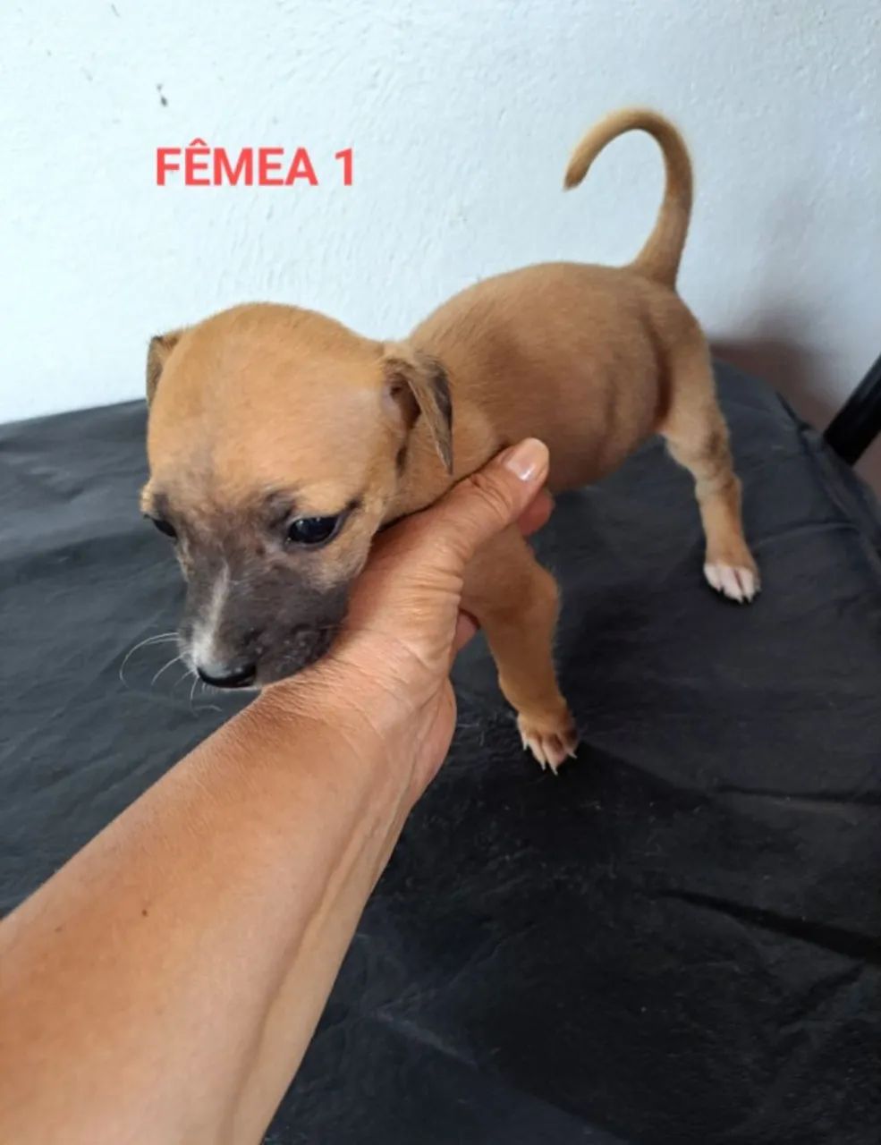 Cães Para Adoção  - Foto 4