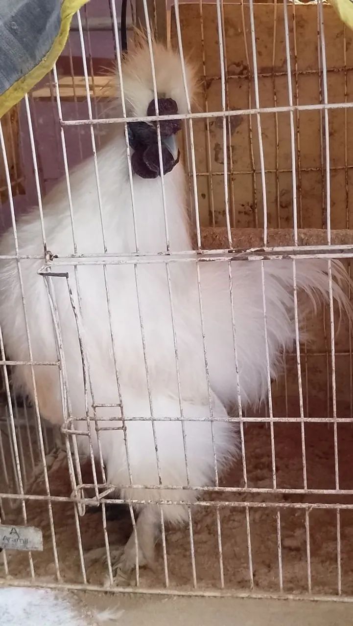 Galo - Foto 2