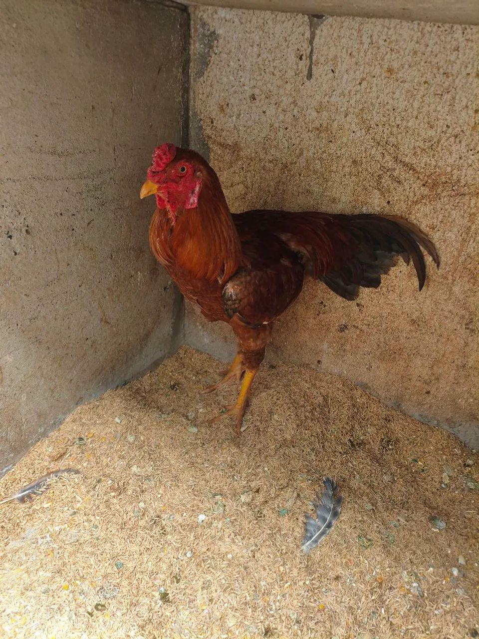 Galo e galinhas caipira  - Foto 2