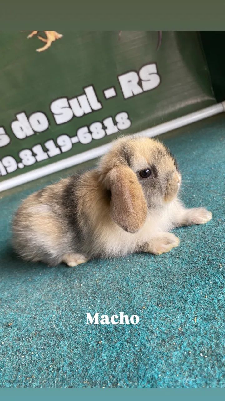 Coelhos mini lop 