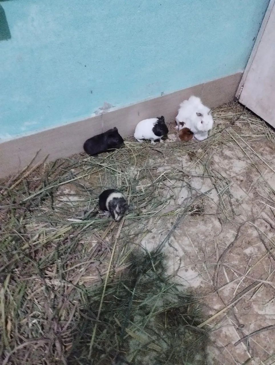 Filhote de porquinhos da india  - Foto 4