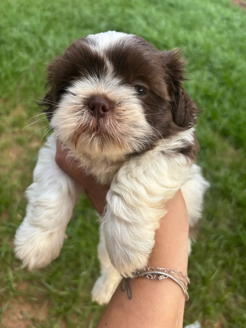 Shih Tzu Branco e chocolate 