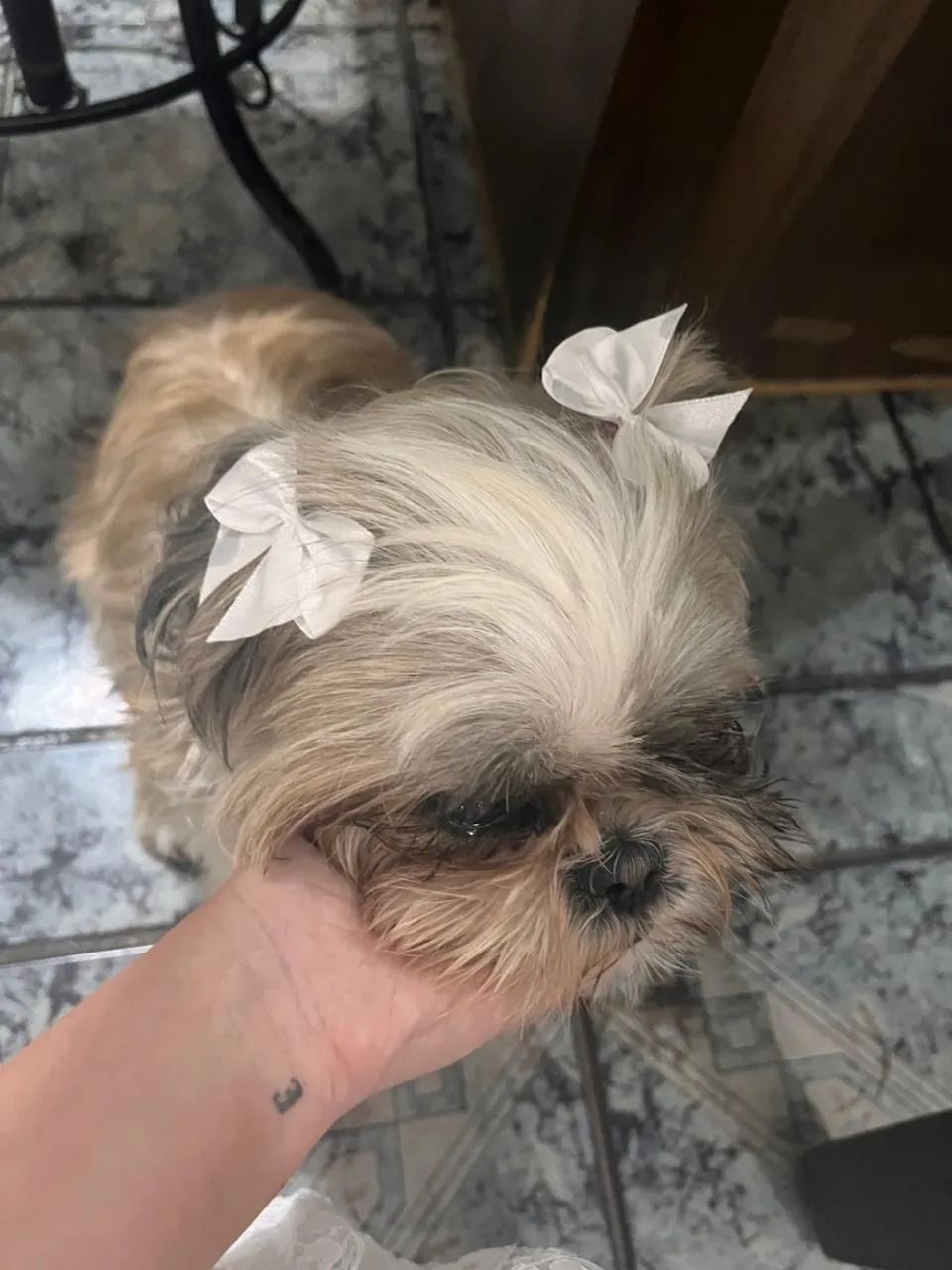Shitszu Amora  - Foto 2
