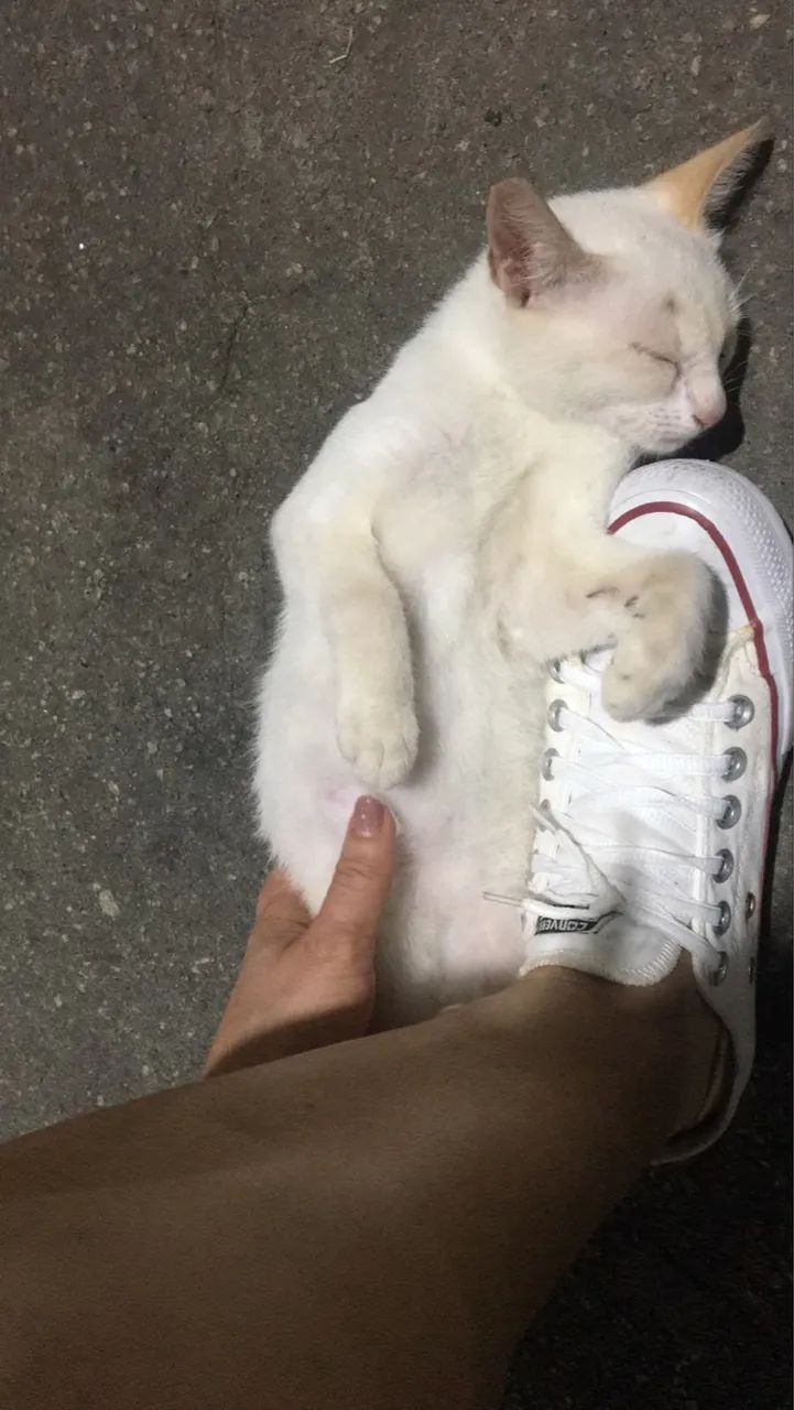 Gatinho abandonado em um condomínio  - Foto 2