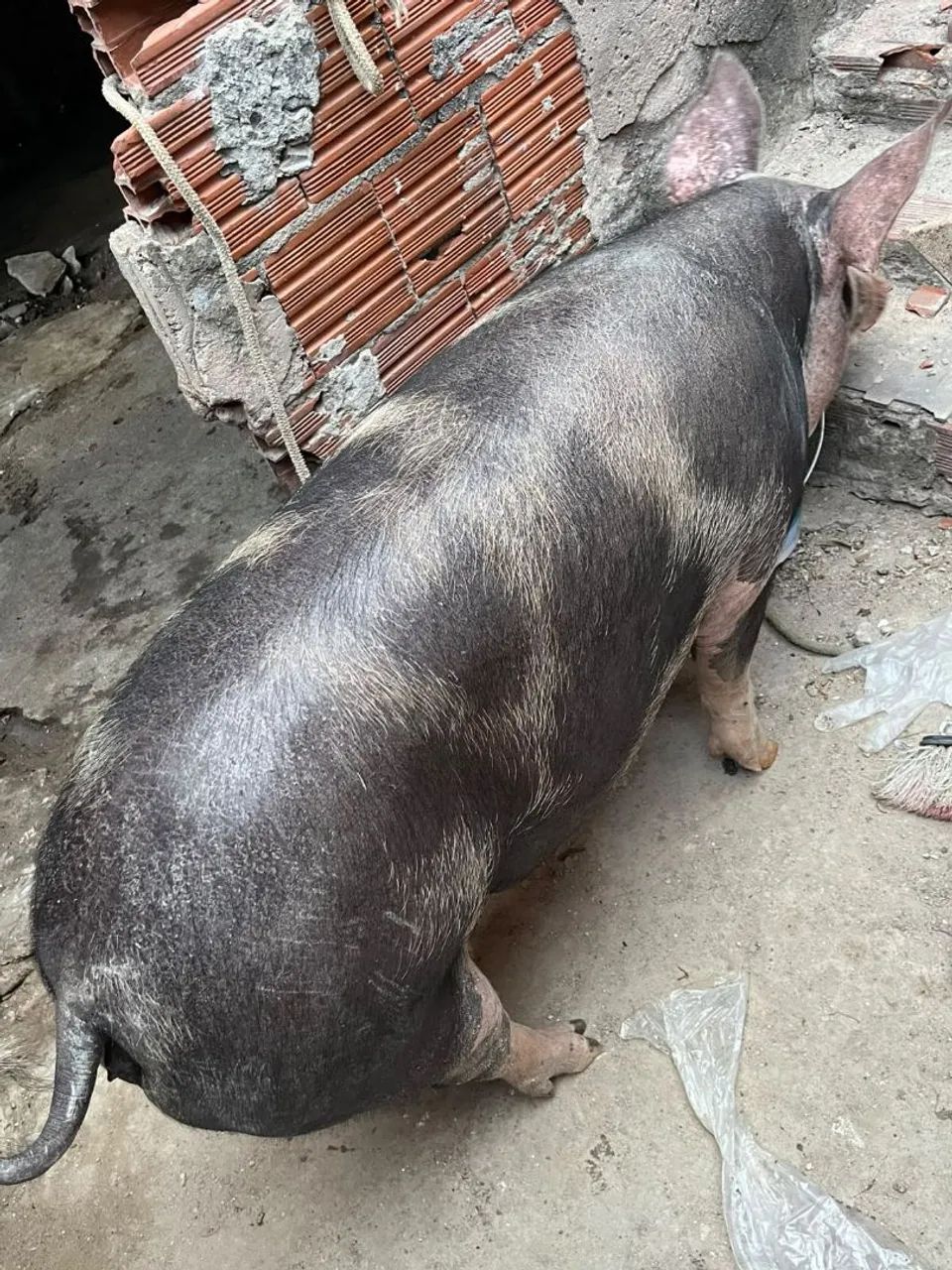 Porca  - Foto 4