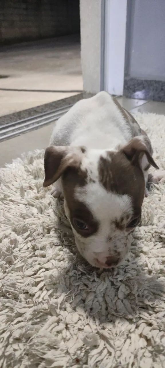Cachorro - Foto 4