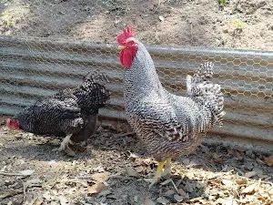 OVOS GALADOS/FERTEIS DE GALINHAS CAIPIRA MELHORADA.. - Foto 6