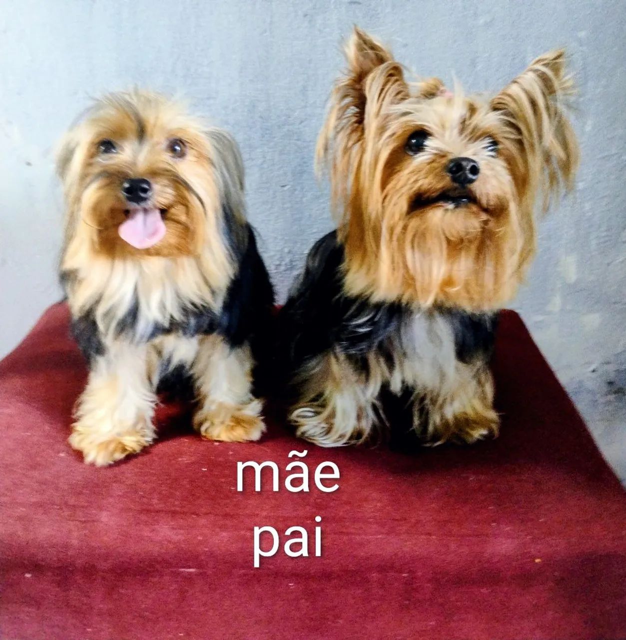 Yorkshire micro terrier - Foto 5