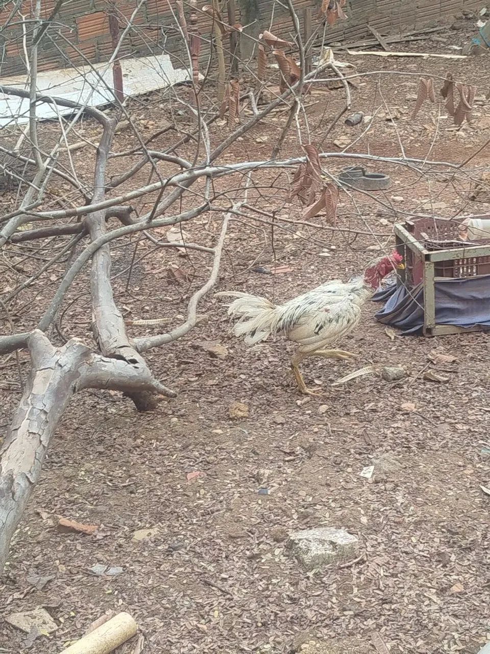 Frango de raça! - Foto 2