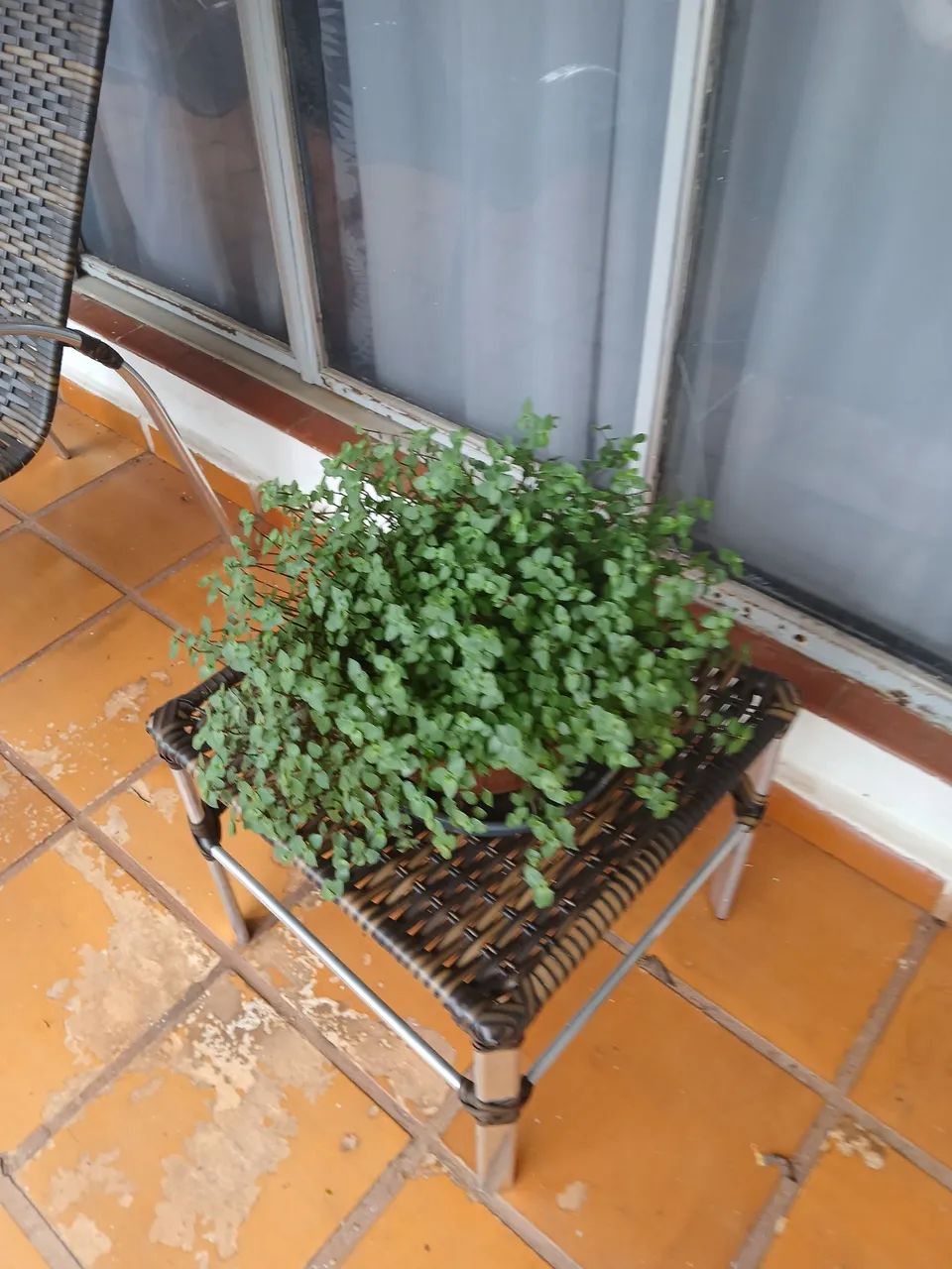 Torrando último vaso com planta  - Foto 3