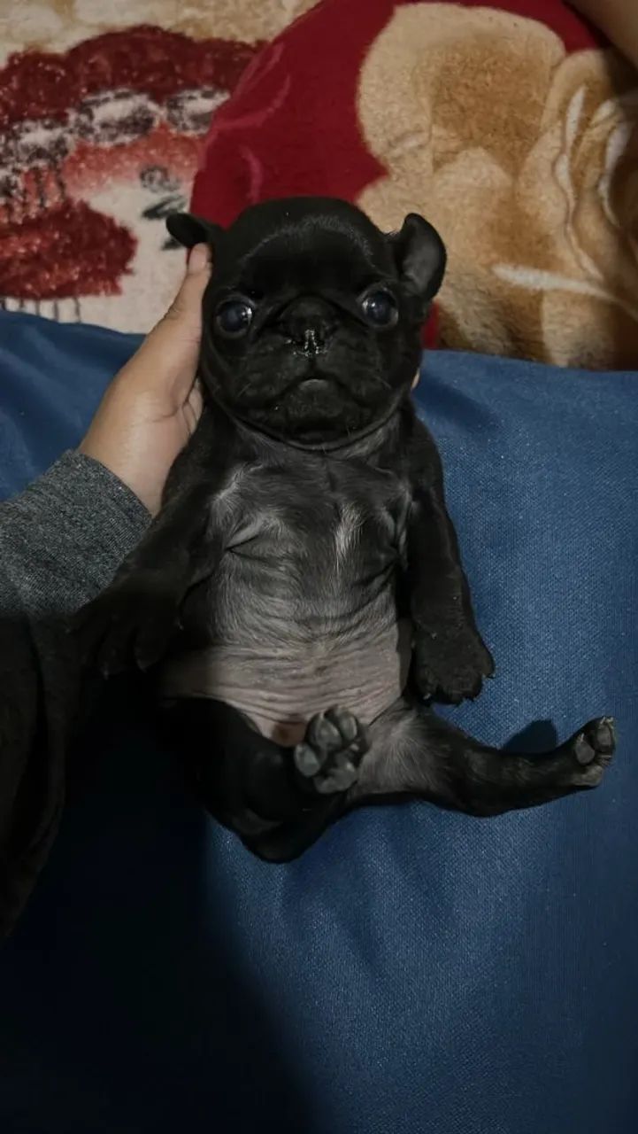 Pug Fêmea e Macho. - Foto 2