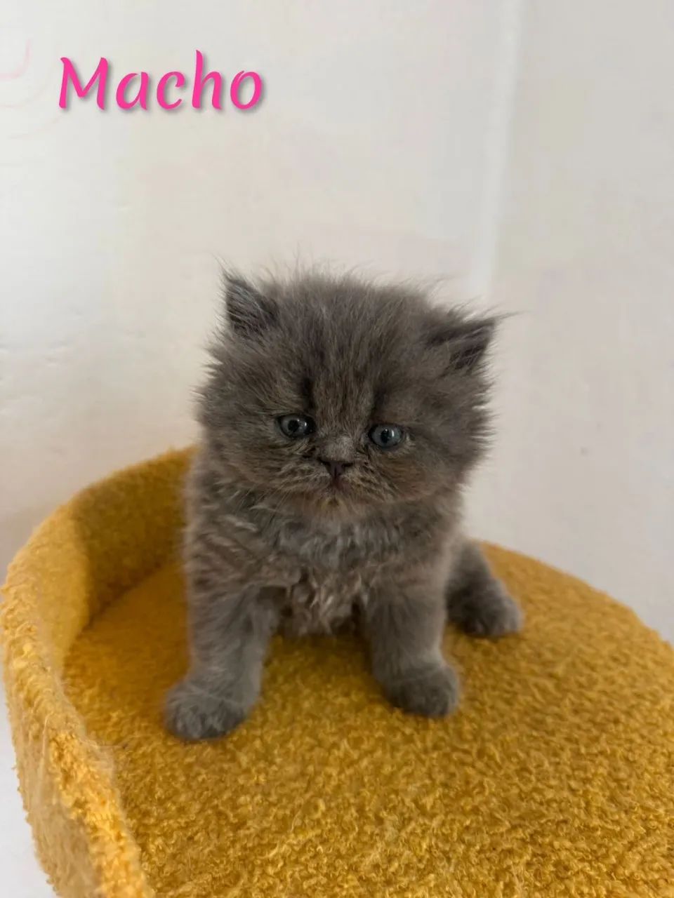 Persa Cinza Lindas Femeas  - Foto 3