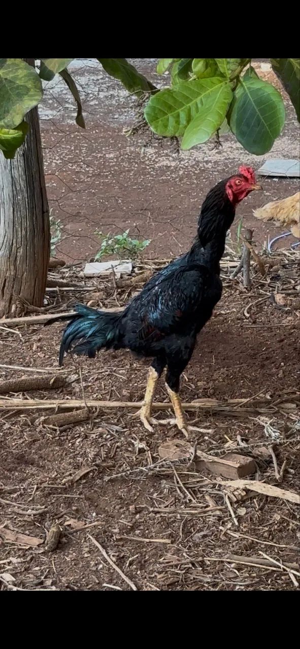 Galo Indio 