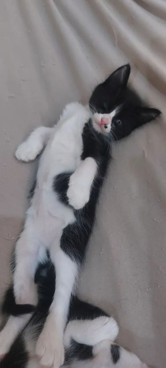 Gatas para adoção - Foto 6