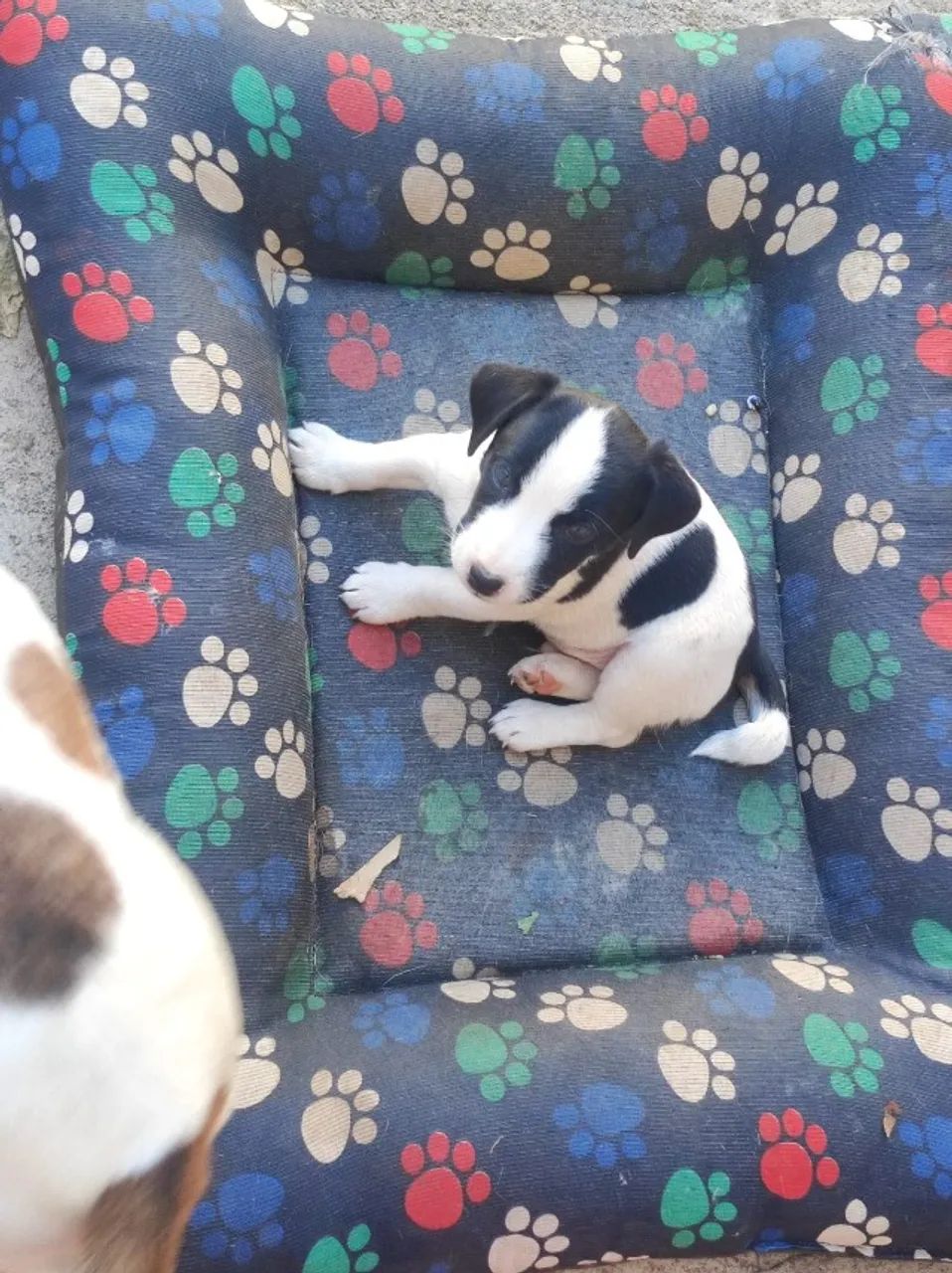 Filhotes de Jack Russel - Foto 3