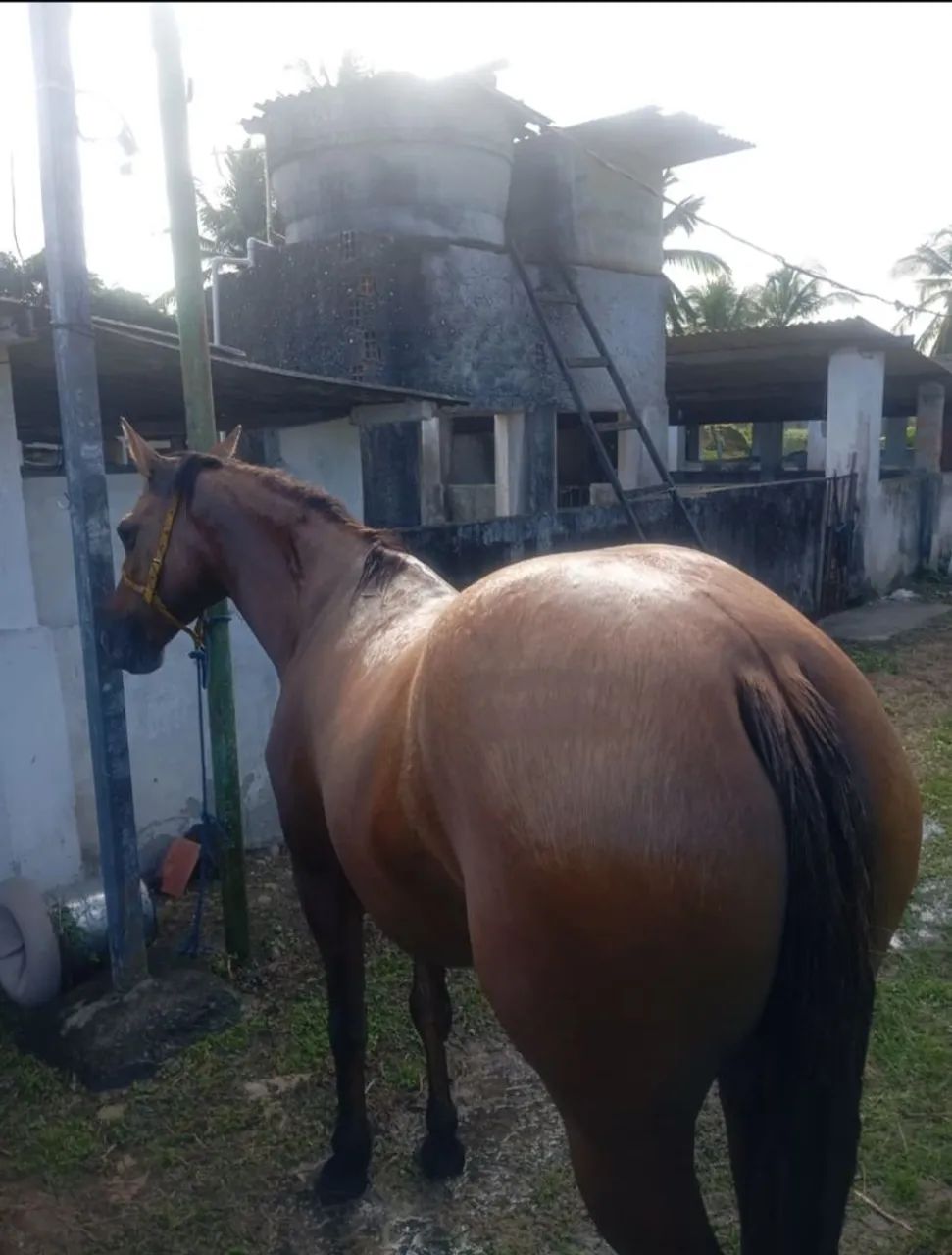 ÉGUA QUARTO DE MILHA