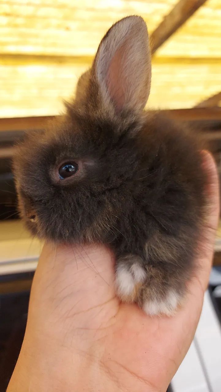 Mini Lionhead a partir de 50 reais em Curitiba - Foto 4