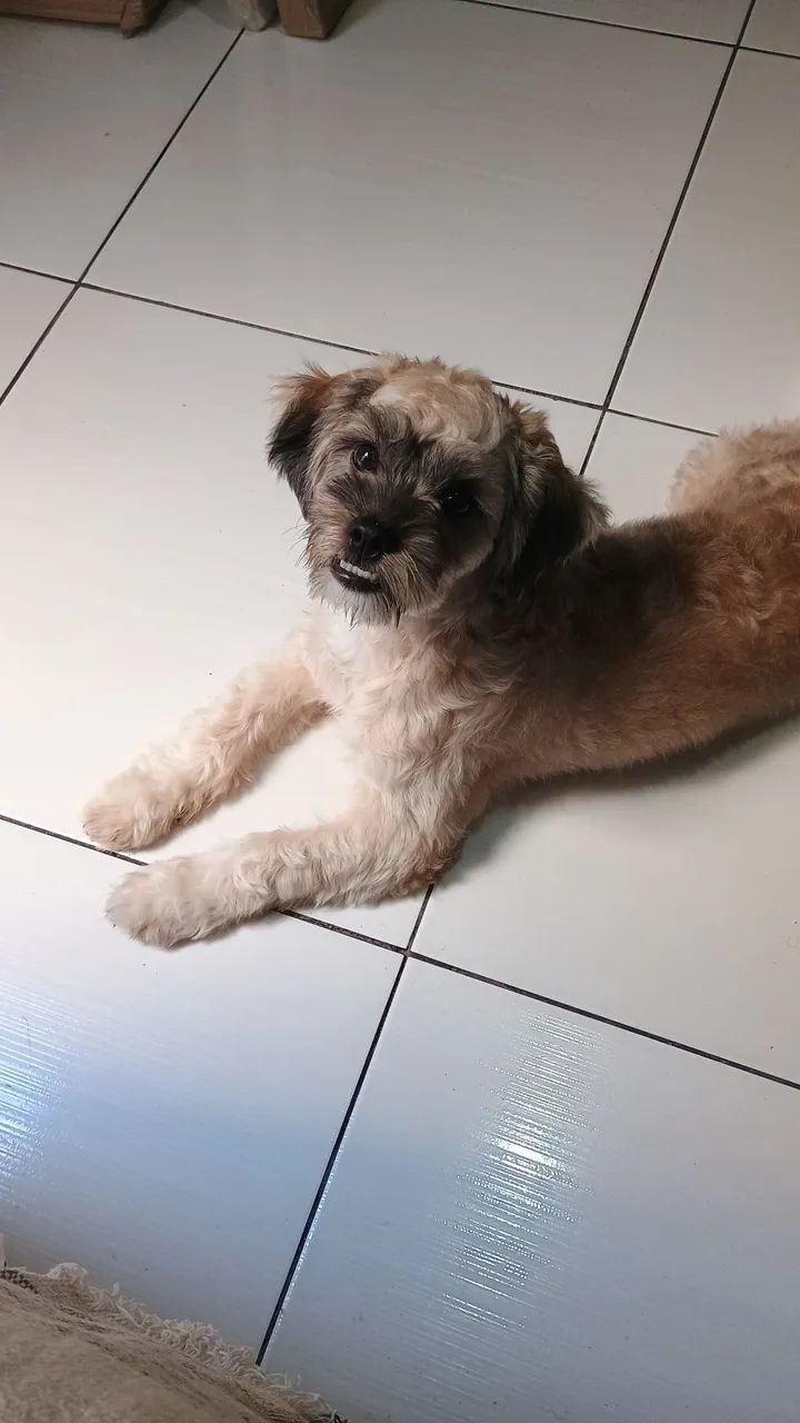 Cachorro  - Foto 3