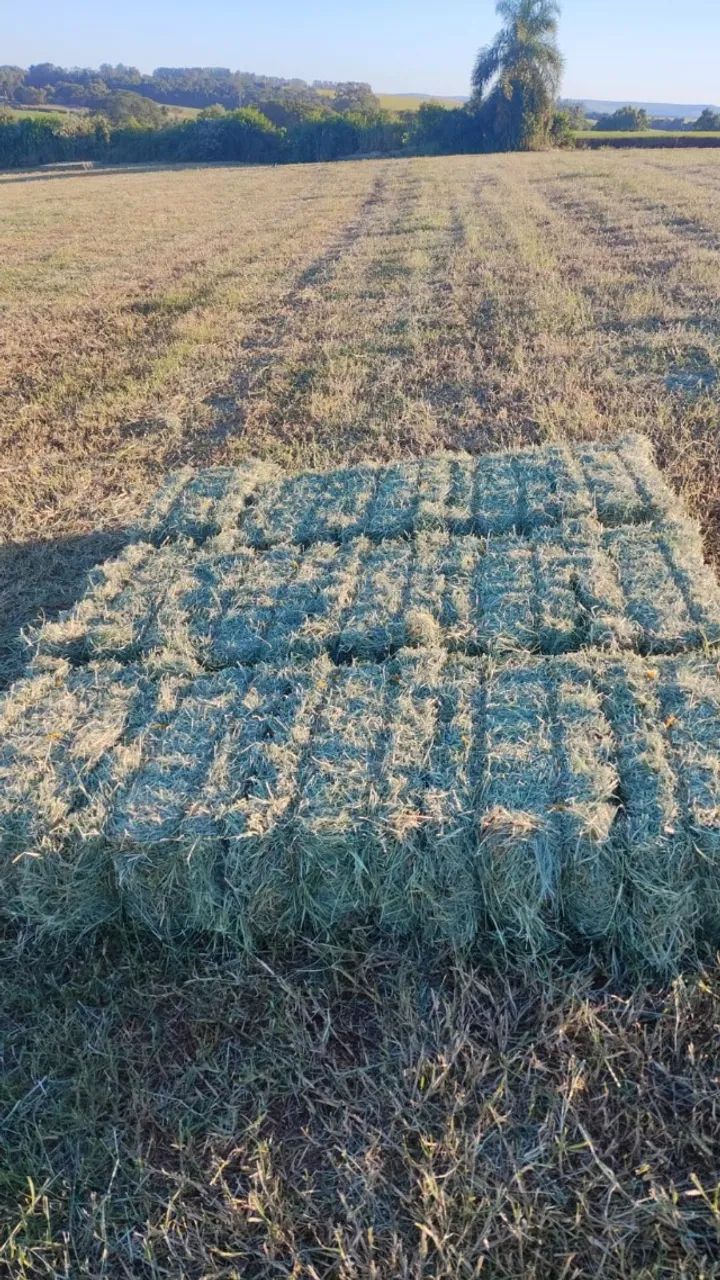 Feno de tifton 85 consultar frete grátis - Foto 4